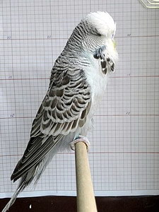 Участник №49 фото