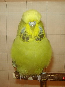 Участник №50 фото