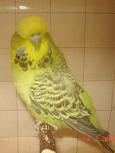 Участник №50 фото