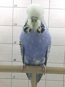 Участник №51 фото