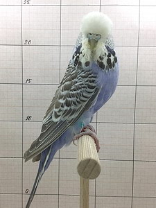 Участник №51 фото