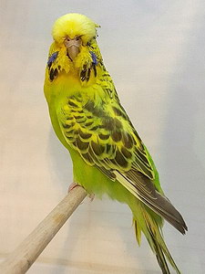 Участник №55 фото