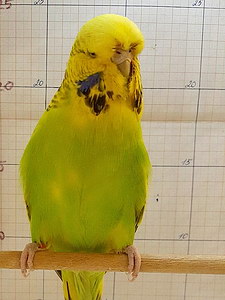 Участник №55 фото