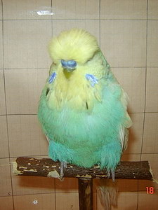 Участник №57 фото