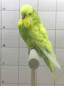 Участник №58 фото