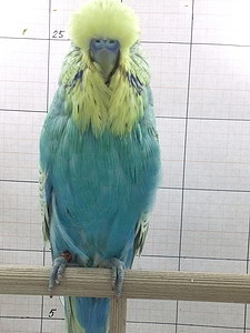 Участник №61 фото