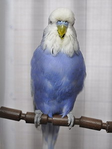 Участник №66 фото