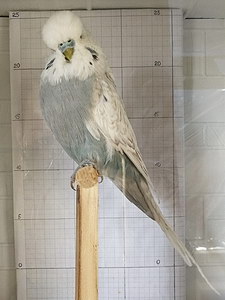 Участник №67 фото