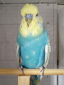 Участник №68 фото