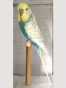 Участник №68 фото