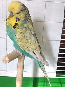 Участник №70 фото