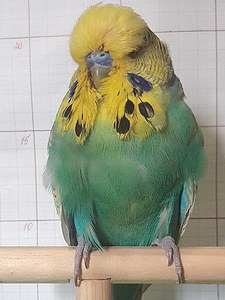 Участник №70 фото