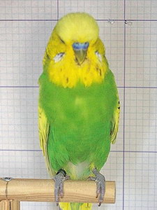 Участник №71 фото