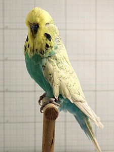 Участник №73 фото