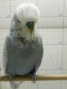 Участник №74 фото