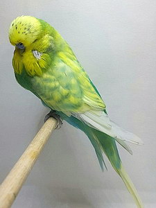 Участник №77 фото