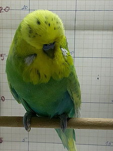 Участник №77 фото