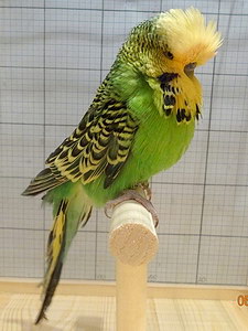 Участник №8 фото