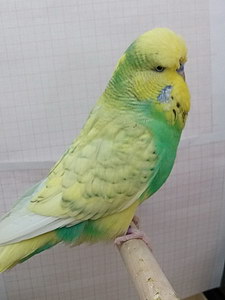 Участник №81 фото