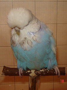 Участник №83 фото