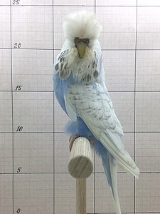 Участник №84 фото