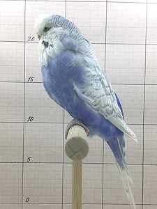 Участник №85 фото