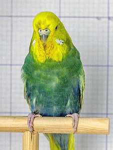 Участник №96 фото