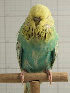 Участник №97 фото