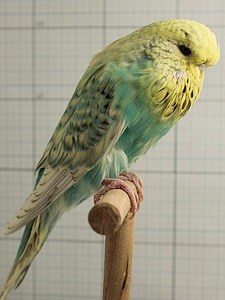 Участник №97 фото