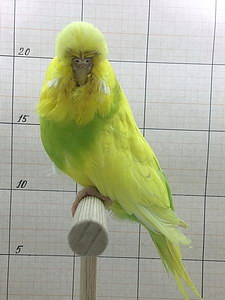 Участник №99 фото